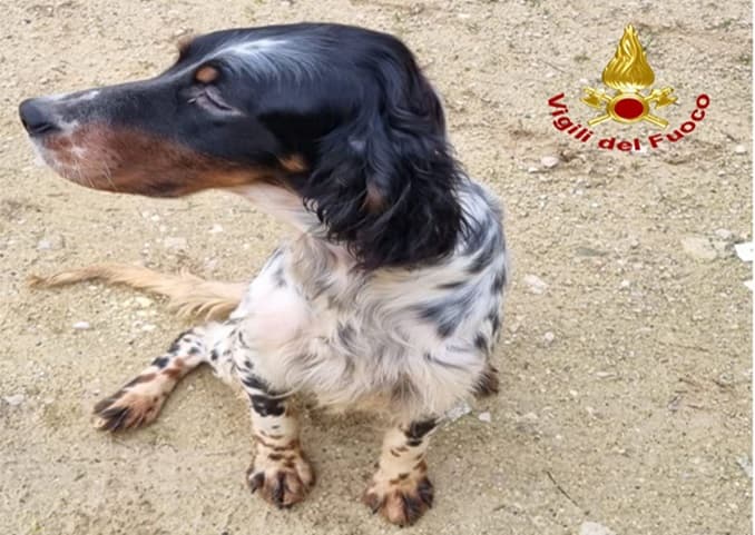 Cane cade in un pozzo: salvato dai vigili del fuoco