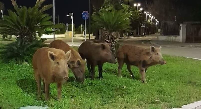 Emergenza cinghiali, la politica: "Servono soluzioni immediate"