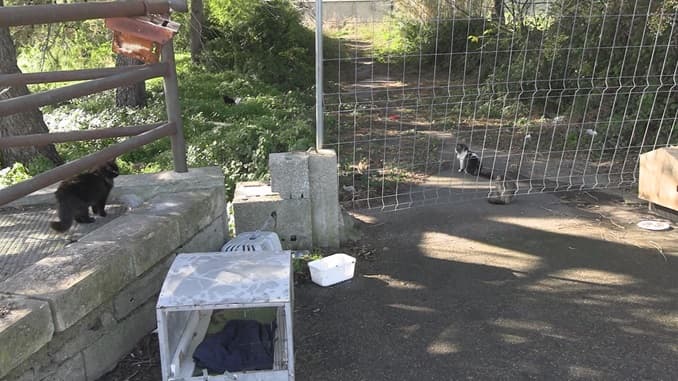Colonie feline, ENPA: “Tante non censite, serve un gattile sanitario”