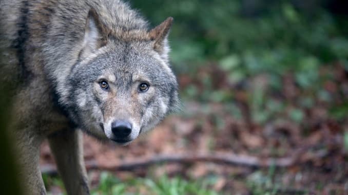 Lizzanello, branco di lupi uccide un pony in un allevamento
