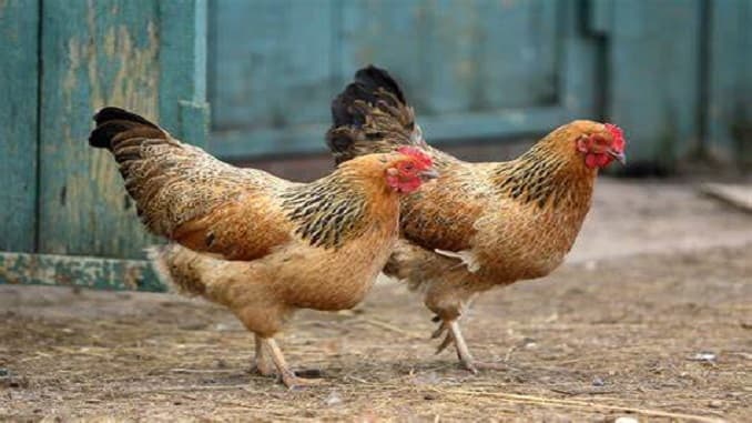 Aviaria, in Provincia nessun nuovo focolaio