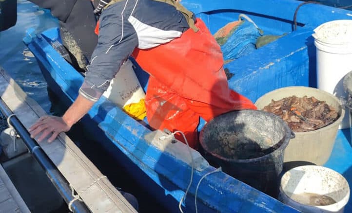 Guardia di Finanza: sequestrati oltre 3 quintali di oloturie