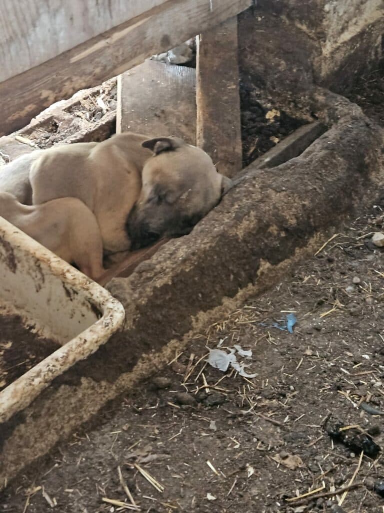 Cani ridotti pelle e ossa e altri morti, sequestrato il terreno degli orrori
