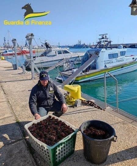 Fiamme Gialle: sequestrati 100 chilogrammi di "ricci di mare"