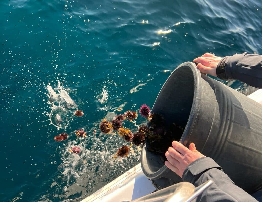 La Guardia Costiera sequestra 350 esemplari di ricci di mare