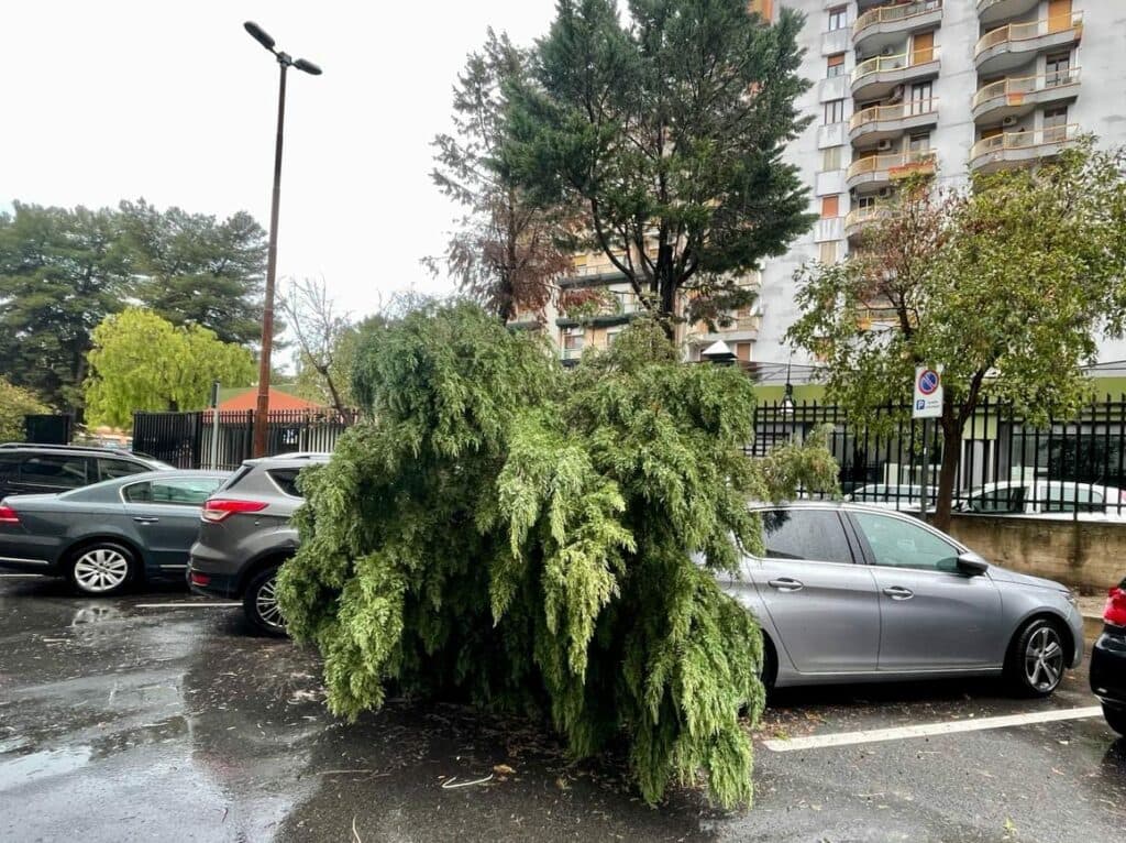 Pioggia e forte vento: alberi caduti in città e provincia