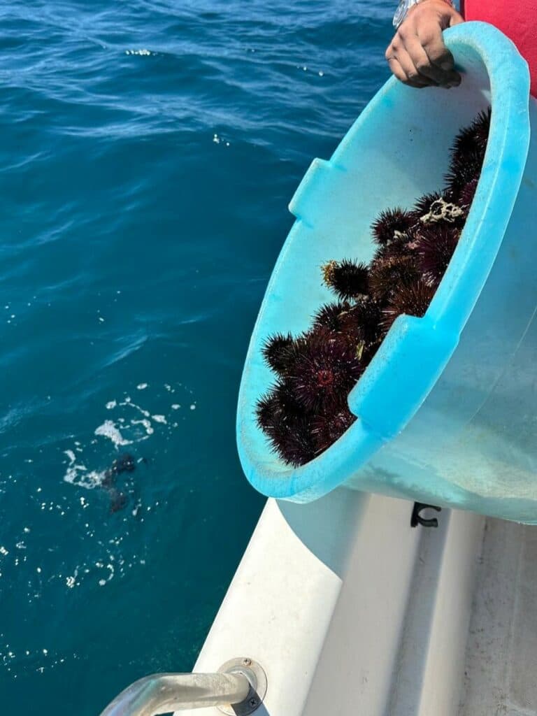 Guardia Costiera: sequestrati 300 ricci di mare