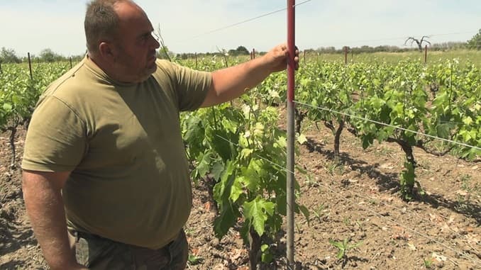 Rubati i pali dei vitigni: razzia nella terra dei vini