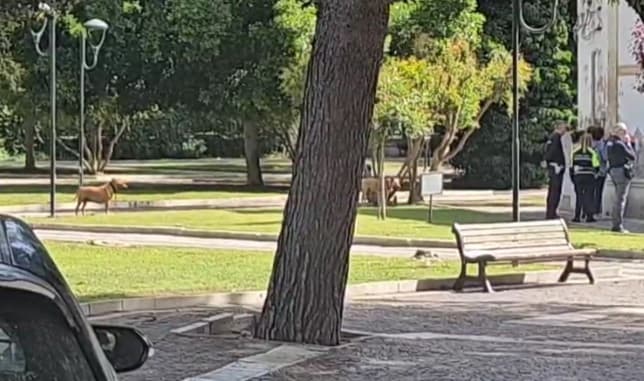 Villa comunale, disposto il sequestro di alcuni cani