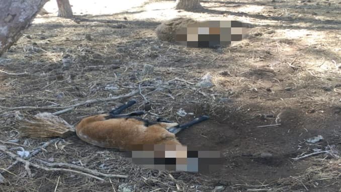 Mattanza nel mini zoo. Branco di lupi sbrana daini, capre e mufloni
