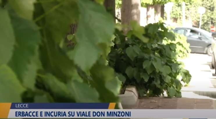 Erbacce e incuria su viale Don Minzoni