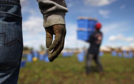 Arresti per caporalato nel Barese: ai braccianti 4,60 euro l’ora