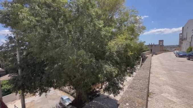 Sfiora le 19mila firme la petizione per salvare l'albero secolare