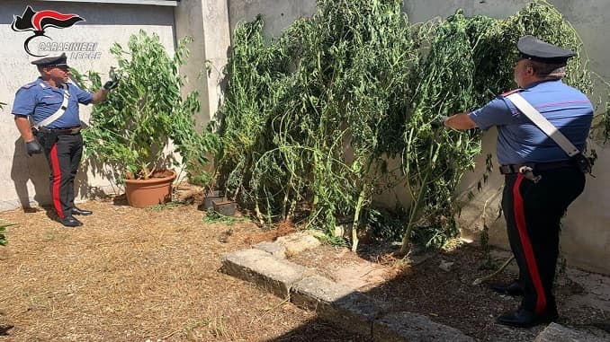 Orto a base di cannabis: arrestato “pollice verde” montesanese