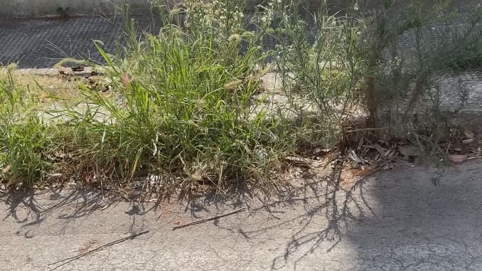 Via Ghezzi, una mini giungla a bordo strada