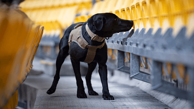 Nasconde 10g di cocaina nella pettorina del cane: arrestata donna ad Ugento