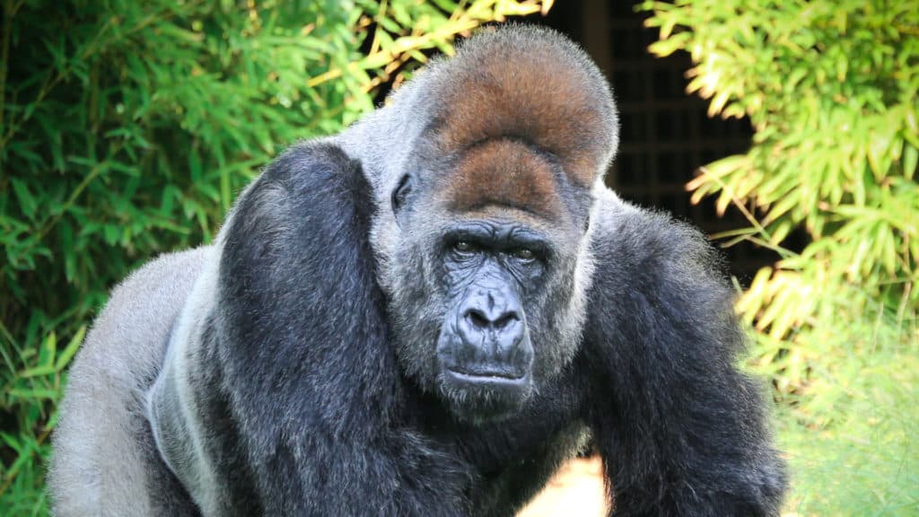 Addio a Riu, il "gorilla triste" di Fasano
