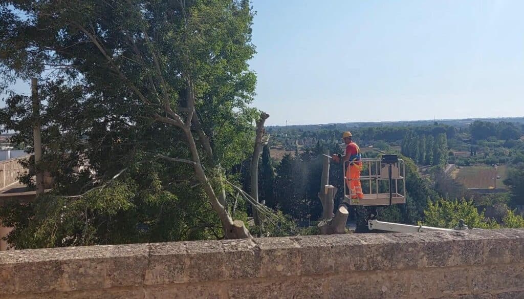 Abbattuto il "bagolaro" di Specchia. Per salvarlo erano state raccolte oltre 22mila firme
