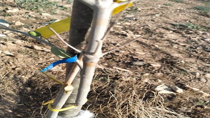 Raid criminali in campagna, tranciati 120 ulivi resistenti alla  xylella