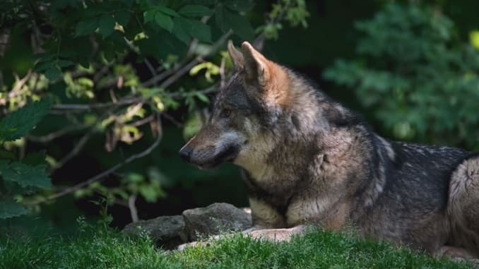 Nasce il Coordinamento a tutela del lupo nel Salento