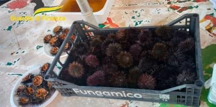 Ricci di mare venduti sul ciglio della strada: una denuncia