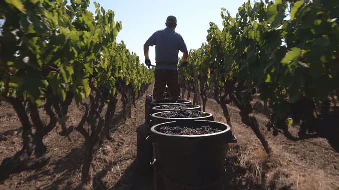 Caldo e siccità: scatta in anticipo la vendemmia