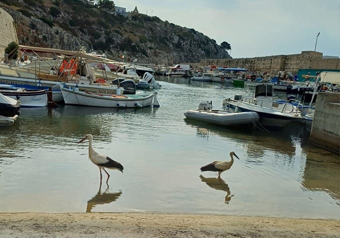 Turiste speciali in riva al mare di Castro: avvistate due cicogne. IL VIDEO
