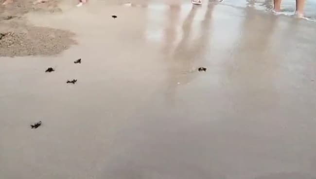 A Felloniche la schiusa di 84 uova di tartaruga Caretta caretta