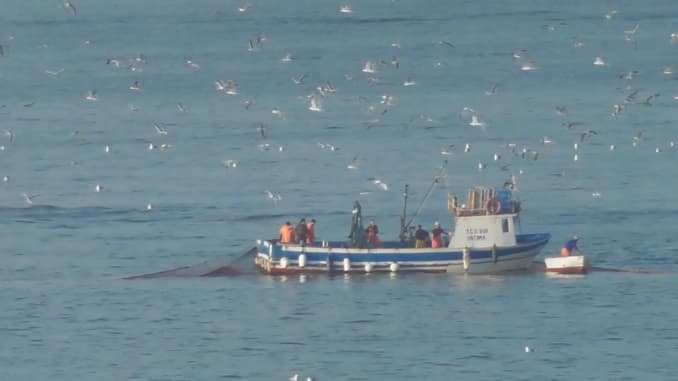 Il ritorno del cianciolo, una minaccia per il nostro mare