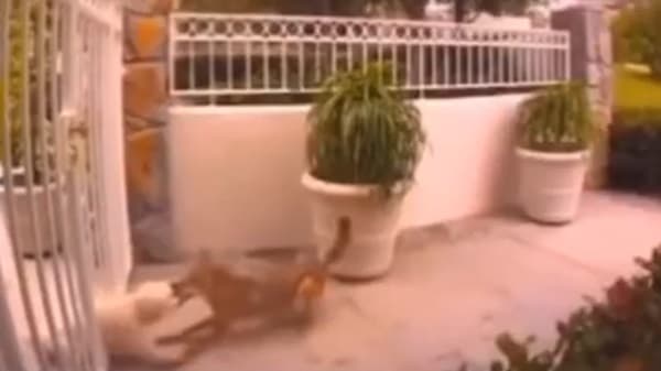 Allarme lupi, cresce la preoccupazione: “Gli attacchi si stanno moltiplicando”