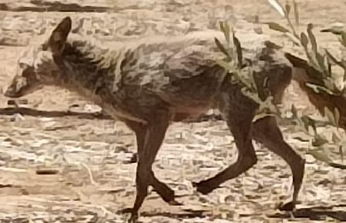 Allarme lupi, gli esperti: persone non a rischio. Ecco le raccomandazioni per gli animali domestici