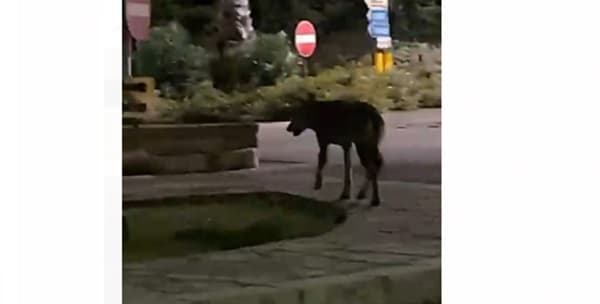 Ancora lupi nel Salento: un avvistamento a Castro e un'aggressione a Gallipoli
