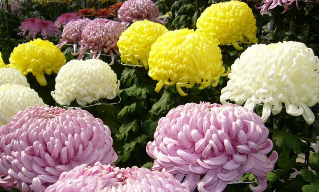 Ognissanti, fiori più cari del 30-40%