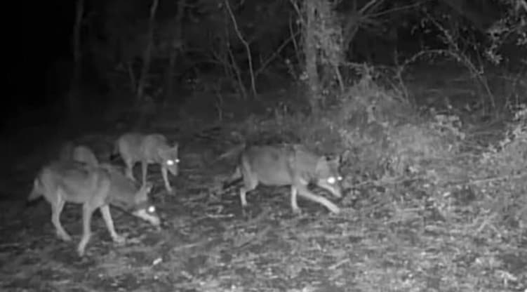 Lupi sbranano cane, paura a Specchia