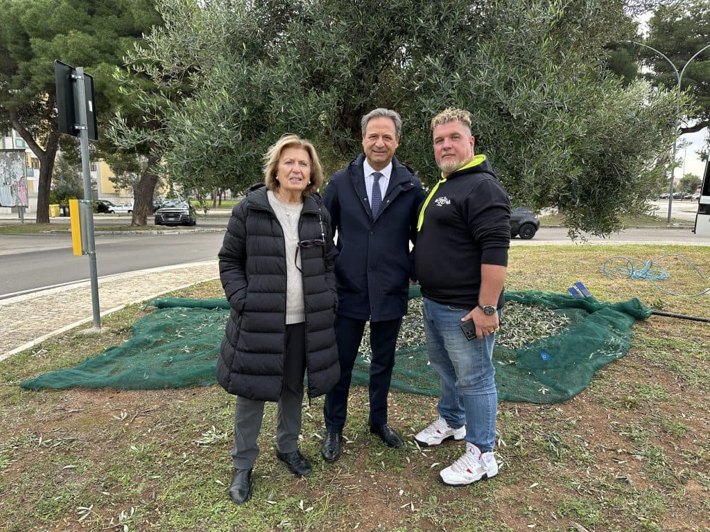“NuovoUlivo”, un protocollo scientifico che guarisce gli ulivi colpiti da xylella