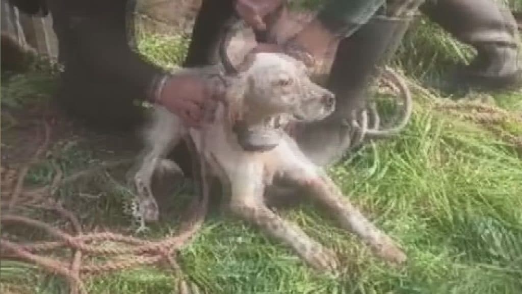 Ritrovata Nina, la setter inglese rubata a Nociglia. Era stata buttata in un pozzo