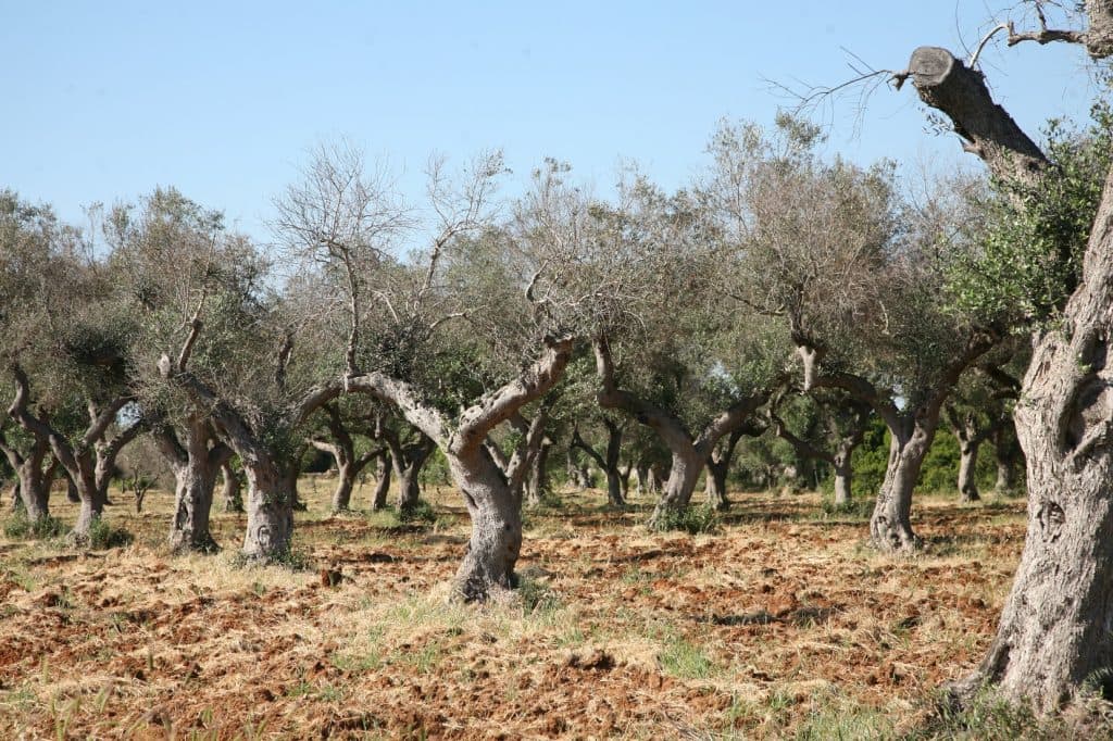 Disastro Xylella, La Pietra a Open: “Da Regione solo ritardi e mancate risposte”
