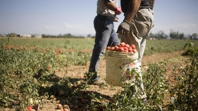 Maxi truffa all'Inps con finte assunzioni di braccianti: condannato imprenditore