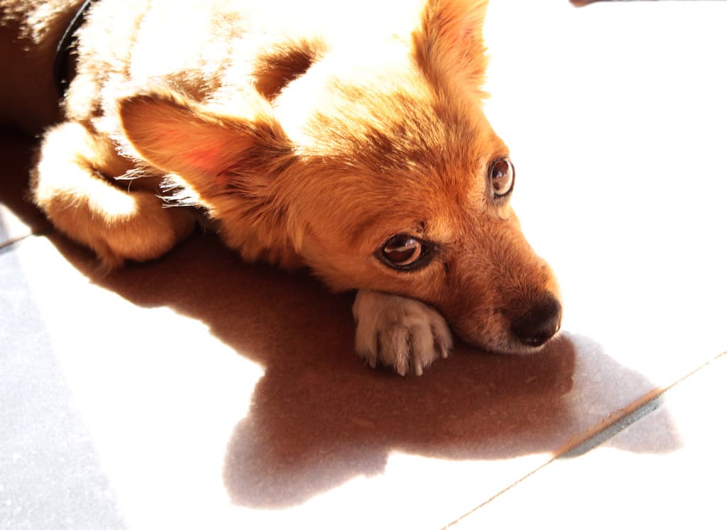 Cane maltrattato e denutrito, denunciato proprietario