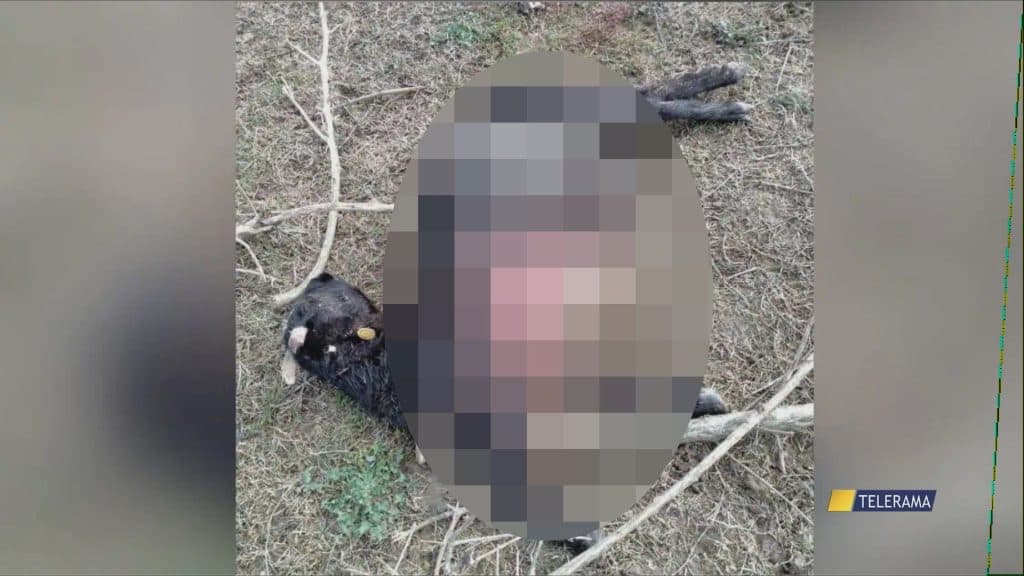 Lucugnano, nuovo attacco di lupi. Sbranata una capretta