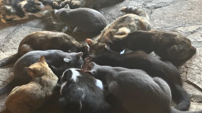 26 gatti in casa: sos per cercare una nuova abitazione