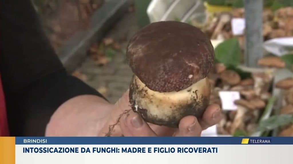Intossicazione da funghi a Brindisi: madre e figlio ricoverati