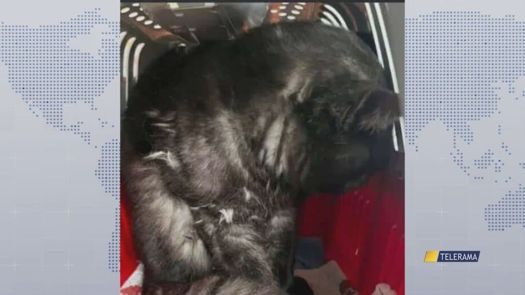 Fucilate contro un gatto: al via al processo