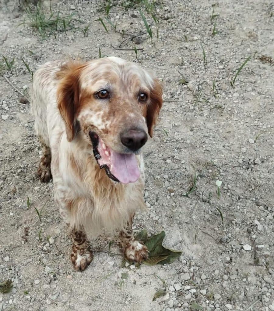 Cutrofiano, sospetto furto di un setter. Il padrone promette una lauta ricompensa