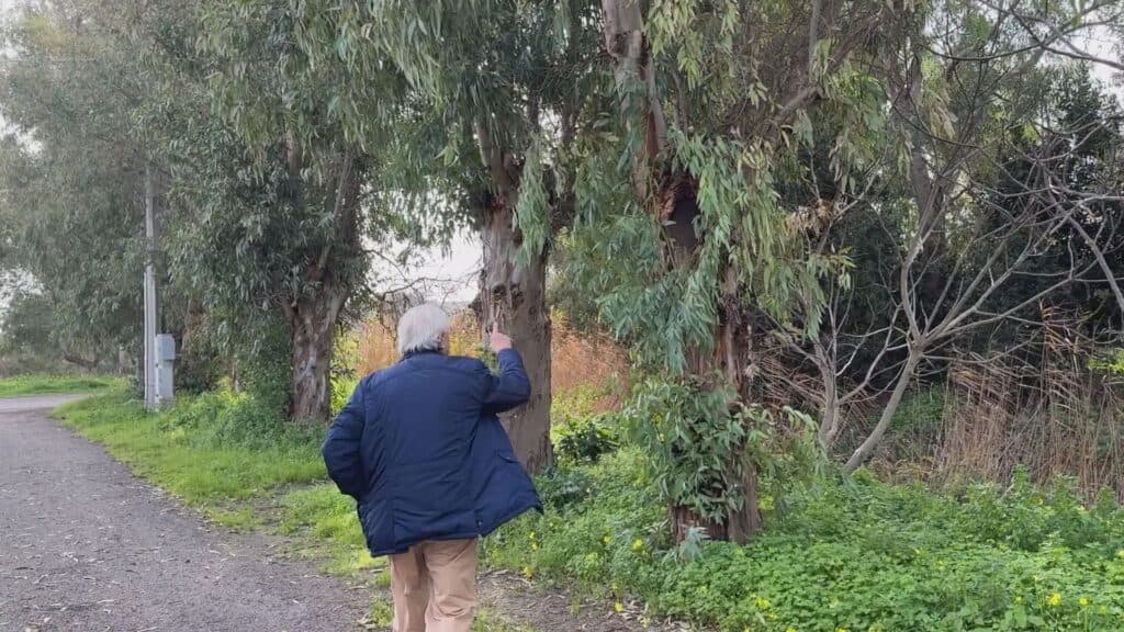 Alberi pericolanti, sos dei residenti: "Abbiamo paura"