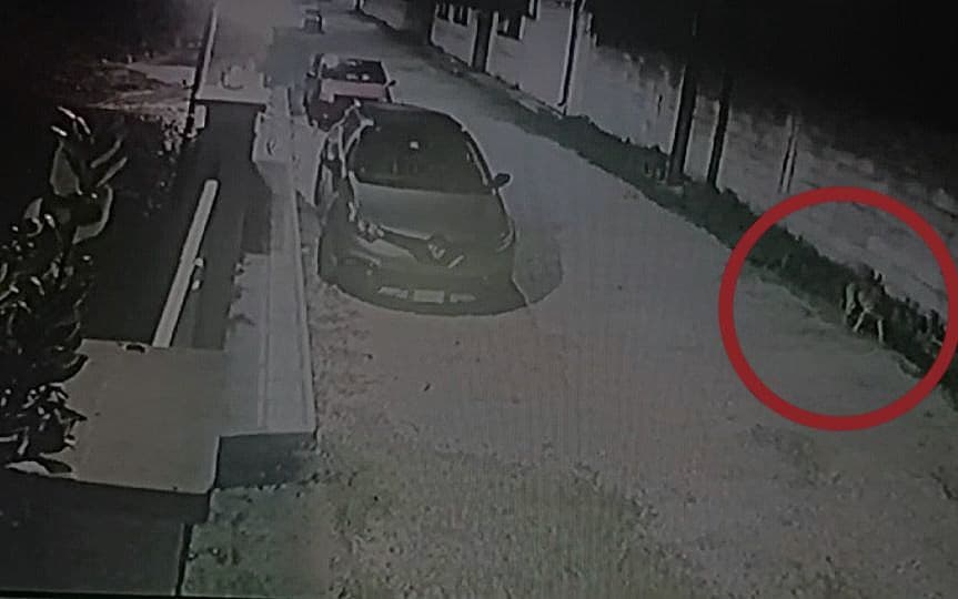 Lupi nelle campagne tra Novoli e Veglie: sbranato un pony