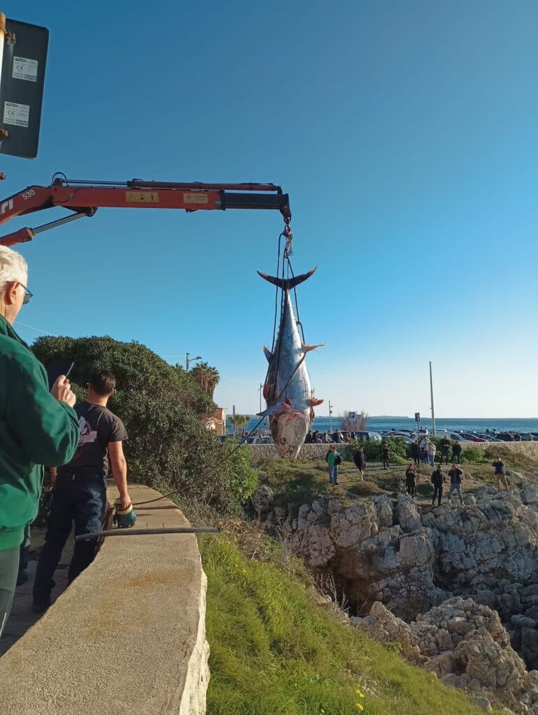 Spiaggiato un tonno di un quintale a Santa Caterina