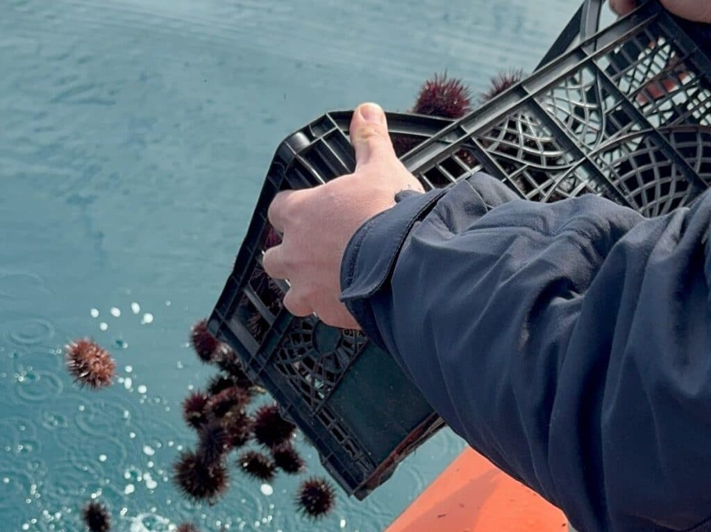 Ricci di mare, arrivano gli aiuti ai pescatori