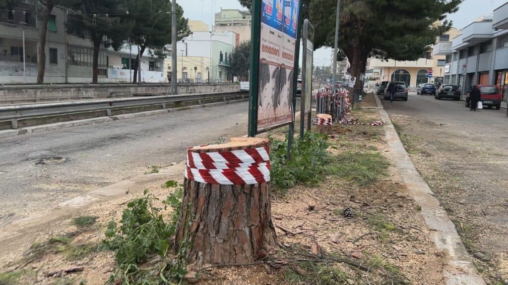 Pini abbattuti sulla circonvallazione tra proteste e polemiche