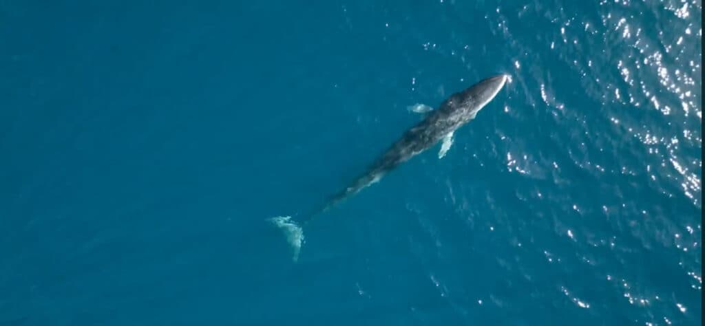Taranto - J.D. Conservation una balenottera nel nostro golfo.